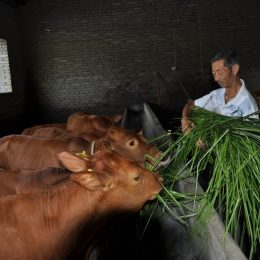 Cattle feed