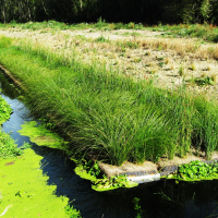 Floating wetlands